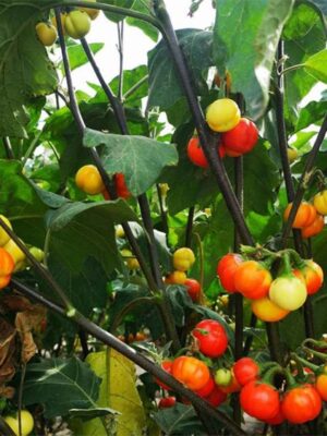Solanum capsicoides seeds