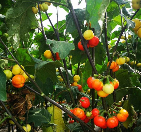 Solanum capsicoides seeds
