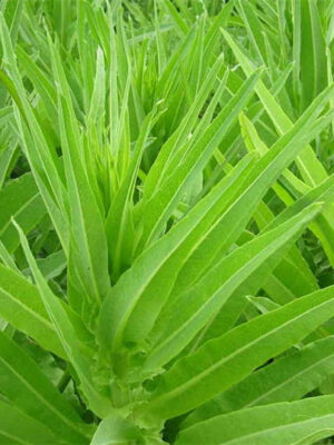 A choy seeds Lactvca sativa var.crispa
