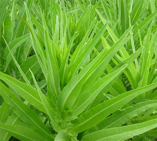 A choy seeds Lactvca sativa var.crispa
