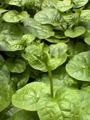 Malabar spinach'big leaf' seed Basella alba L.