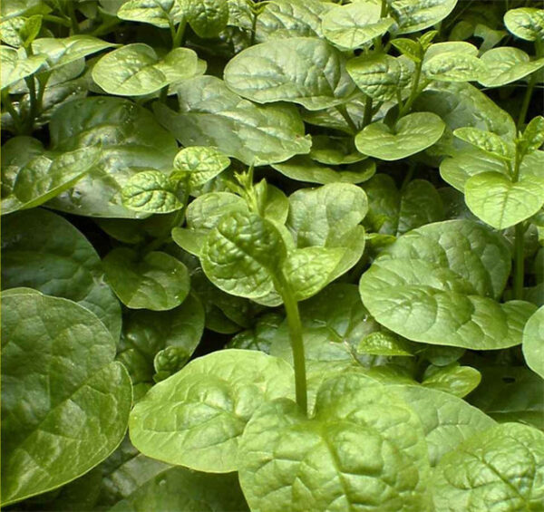 Malabar spinach'big leaf' seed Basella alba L.