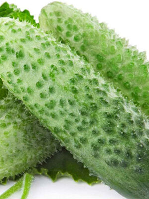 Cucumber 'Small Jade' seed Cucumis sativus