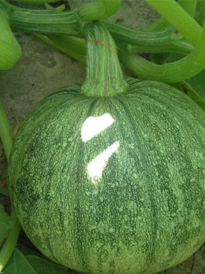 Round Zucchini Squash seed Cucurbita pepo