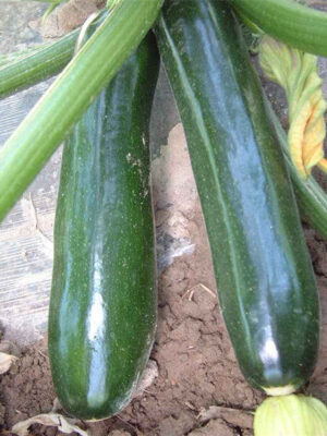 Zucchini 'black beauty' seed Cucurbita pepo