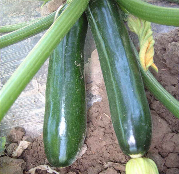 Zucchini 'black beauty' seed Cucurbita pepo