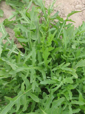 Arugula Rocket 'small leaf' seed Eruca sativa Mill.