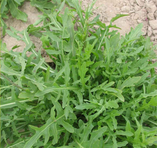 Arugula Rocket 'small leaf' seed Eruca sativa Mill.
