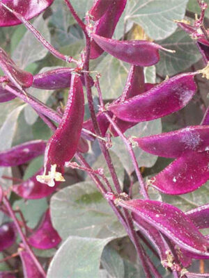 Hyacinth bean 'purple' seeds Dolichos lablab