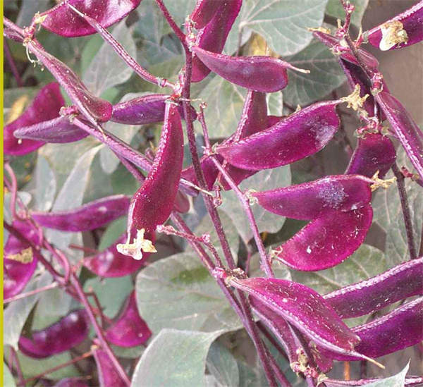 Hyacinth bean 'purple' seeds Dolichos lablab