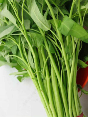 Water spinach 'willow leaf' seed Ipomoea subdentata