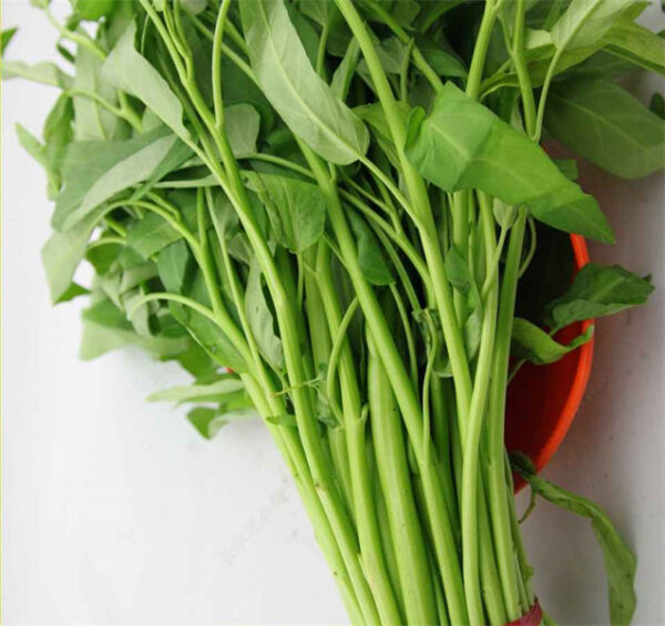 Water spinach 'willow leaf' seed Ipomoea subdentata