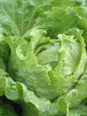 Iceberg lettuce seeds Lactvca sativa