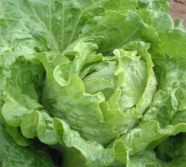 Iceberg lettuce seeds Lactvca sativa