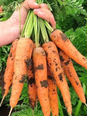 Carrot Kuroda Seed Daucus carota var.sativa