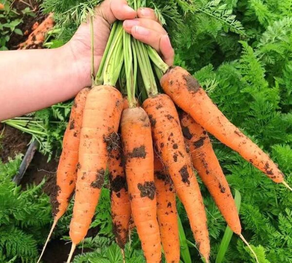 Carrot Kuroda Seed Daucus carota var.sativa