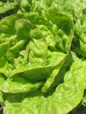 Lettuce 'butter' Lactvca sativa seed