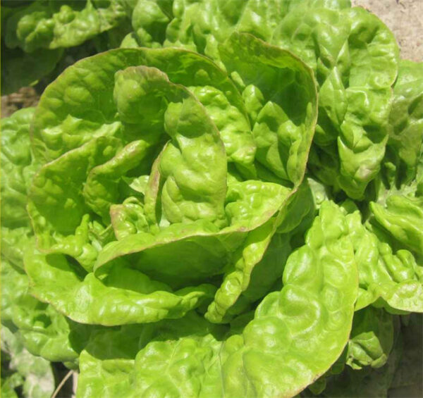 Lettuce 'butter' Lactvca sativa seed
