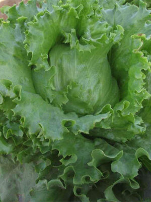 Lettuce 'Italian half ball' seeds Lactvca sativa var.capitata
