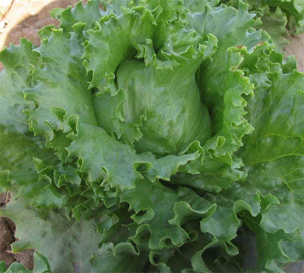 Lettuce 'Italian half ball' seeds Lactvca sativa var.capitata
