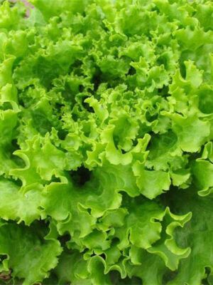 Lettuce 'glass' wrinkled leaves seed Lactvca sativa
