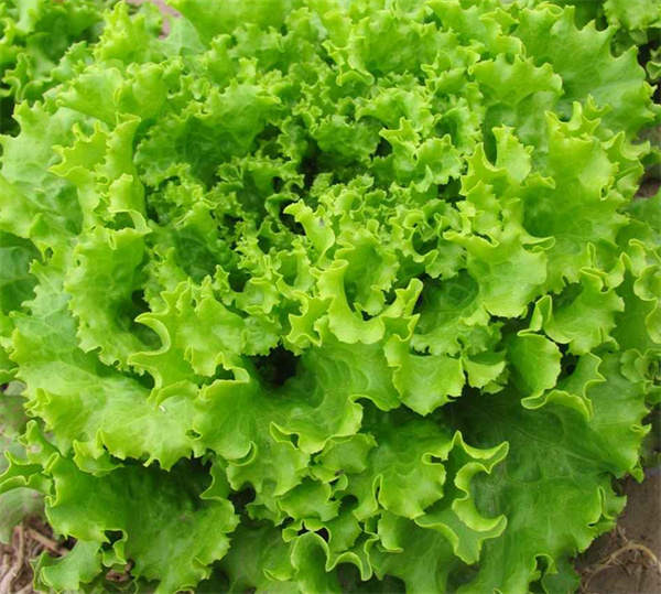 Lettuce 'glass' wrinkled leaves seed Lactvca sativa