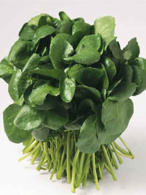Watercress seed Nasturtium officnale