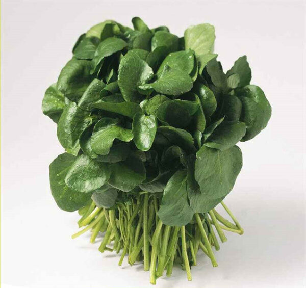 Watercress seed Nasturtium officnale