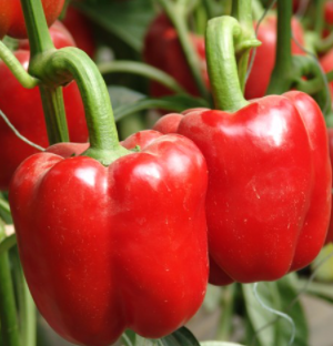 Red Sweet Pepper Seeds 'Baron'