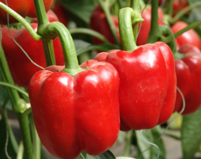 Red Sweet Pepper Seeds 'Baron'