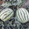 Watermelon 'Gift Oblong Red' Seeds