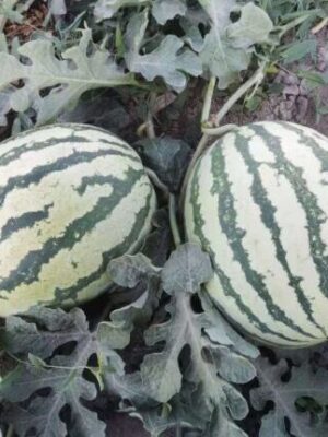 Watermelon 'Gift Oblong Red' Seeds