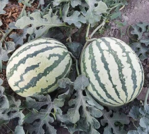 Watermelon 'Gift Oblong Red' Seeds