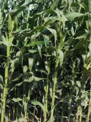 Corn Silage 188 F1 Seeds