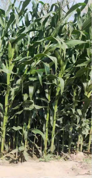 Corn Silage 188 F1 Seeds