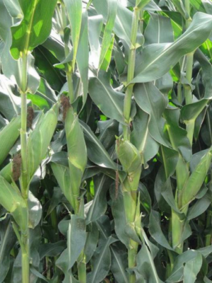 Corn Silage 685 F1 Seeds Zea Mays