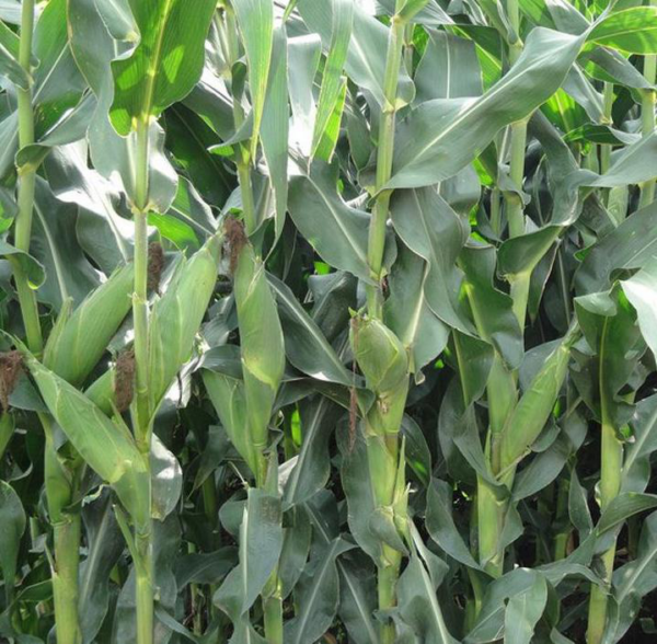 Corn Silage 685 F1 Seeds Zea Mays
