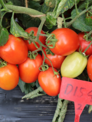 Paste Tomatoes Seeds Solanum Lycopersicum