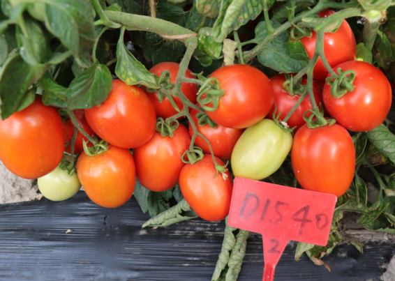 Paste Tomatoes Seeds Solanum Lycopersicum