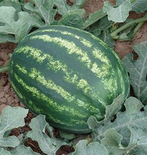 F1 Watermelon Seeds Citrullus Lanatus