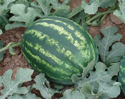 F1 Watermelon Seeds Citrullus Lanatus