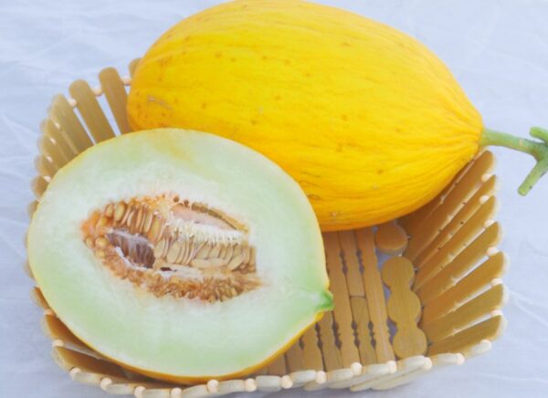 Yellow canary melon seeds Cucumis melo