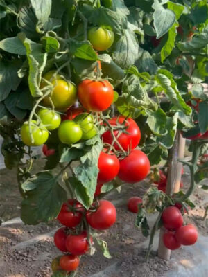 Tomato Indeterminate Seed 350g Solanum lycopersicum