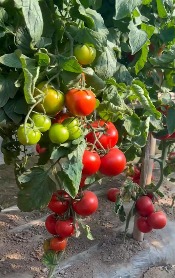 Tomato Indeterminate Seed 350g Solanum lycopersicum