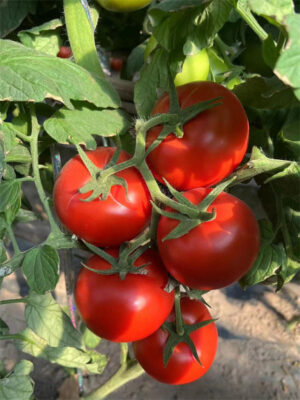 Tomato Seed 250g Solanum lycopersicum