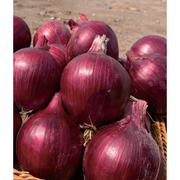 Red Boy Onion Seeds Allium Cepa