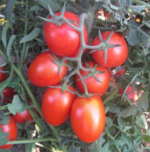 Tomato 'Rio Grande'
