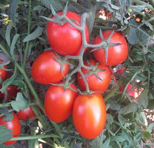 Tomato 'Rio Grande'