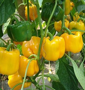 Yellow Sweet Pepper Seeds 'Ronaldo'
