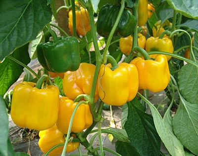 Yellow Sweet Pepper Seeds 'Ronaldo'